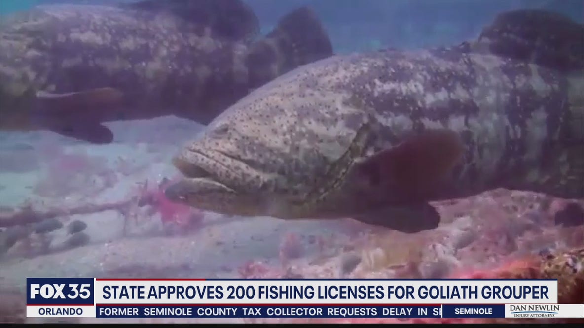 Florida backs limited fishing of goliath grouper